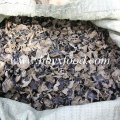 Aired Wood Orelha Black Fungus Saúde alimentar